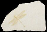 Fossil Dragonfly (Cymatophlebia) - Solnhofen Limestone #146534-1